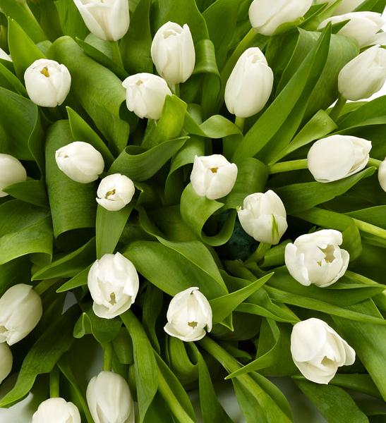 Tulip Posy Funeral Flowers Johnstone